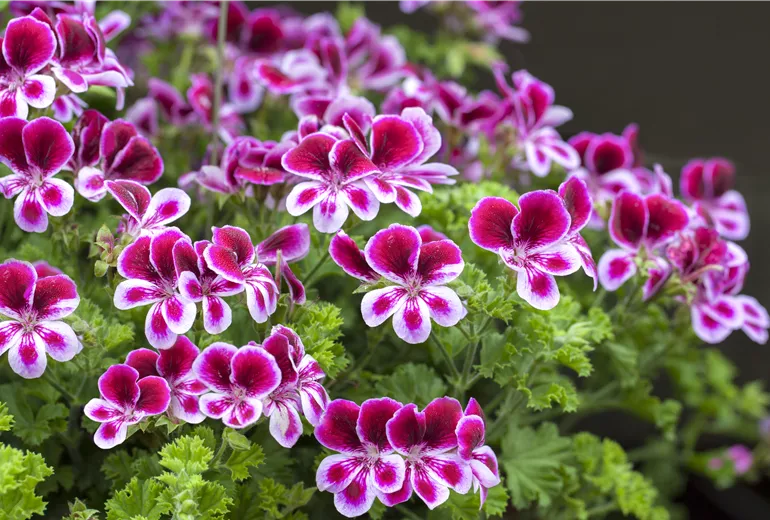 Pelargonium crispum 'PAC® Angels Perfume' Pelargonium crispum 'PAC® Angels Perfume'