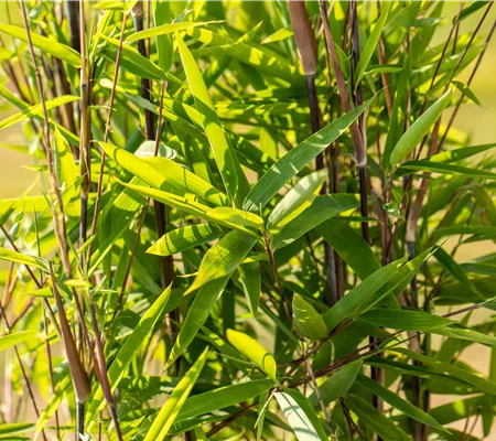 Bambus zurückschneiden und die asiatische Schönheit pflegen