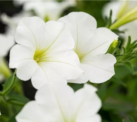 Beet und Balkon bepflanzen und bunt ins neue Gartenjahr starten