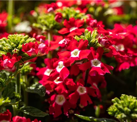 Beet und Balkon gestalten und für ein Farbenmeer sorgen