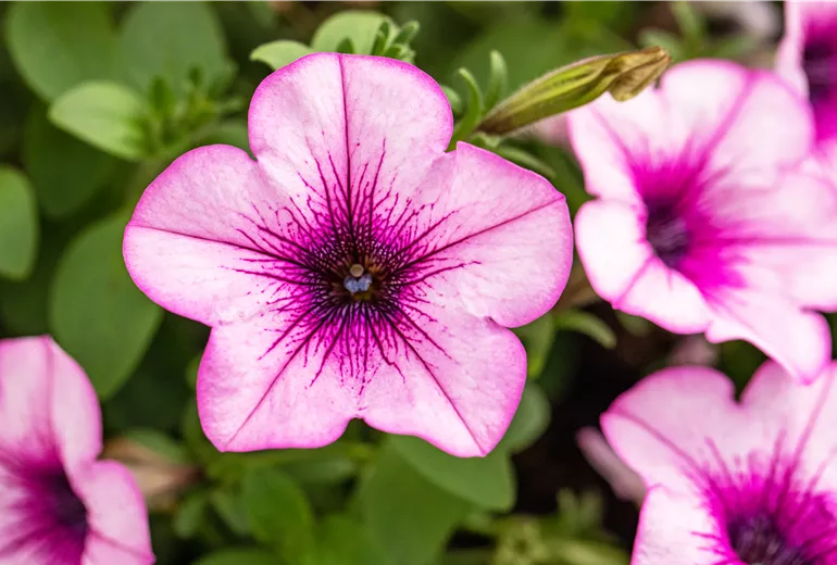 Petunia, rosa