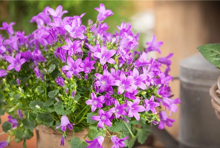 Campanula portenschlagiana 'Royal' Campanula portenschlagiana 'Royal'