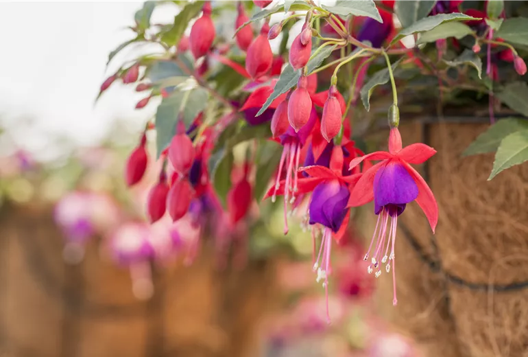 Fuchsia 'Arêtes Pompei' Fuchsia 'Arêtes Pompei'
