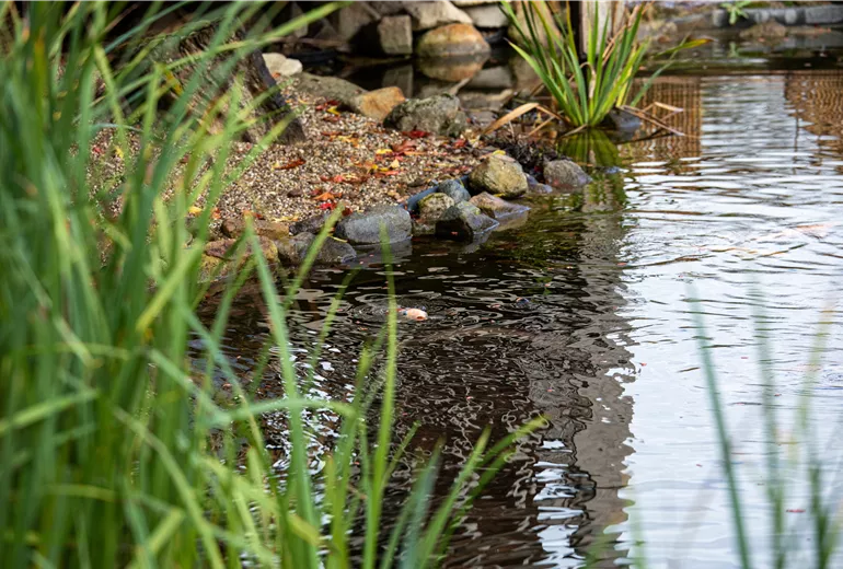 Koi im Teich