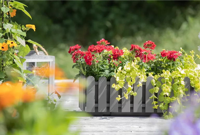 Verbena aufrecht, rot