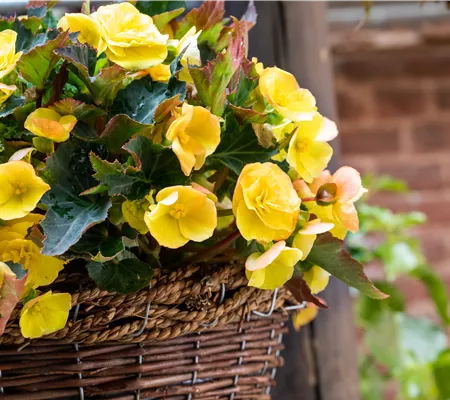 Begonien pflanzen und pflegeleichte Blüten bewundern