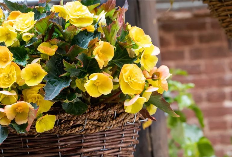 Begonia 'Easy Going Yellow' Begonia 'Easy Going Yellow'