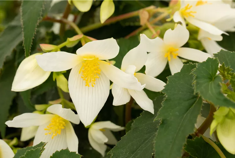 Begonia boliviensis 'Shine Bright™ White' Begonia boliviensis 'Shine Bright™ White'