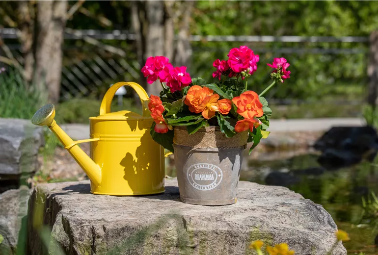 Bepflanzter Übertopf im Gartenambiente Bepflanzter Übertopf im Gartenambiente