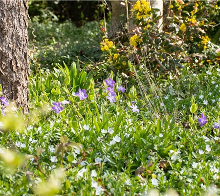 Bodendecker als grüner und blühender Gartenteppich