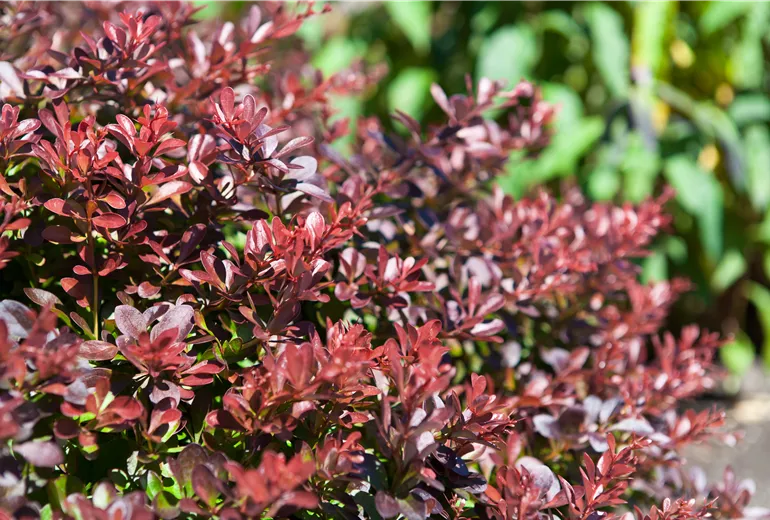 Berberis thunbergii 'Atropurpurea Nana' Berberis thunbergii 'Atropurpurea Nana'