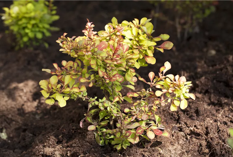 Berberis thunbergii Berberis thunbergii