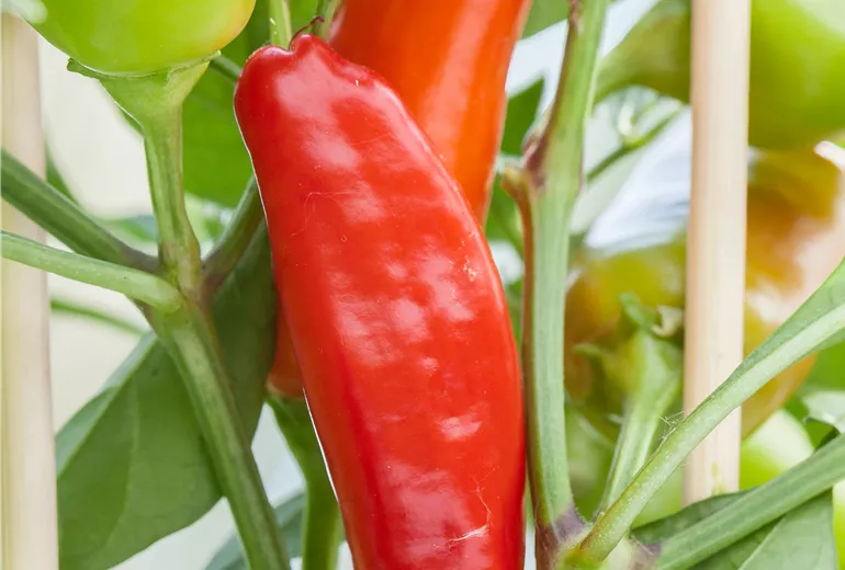 Capsicum annuum 'Snack-Paprika' Capsicum annuum 'Snack-Paprika'