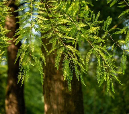 Die beliebtesten Nadelgehölze – Stars mit Nadeln im Garten