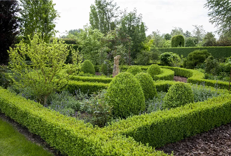 Buxus sempervirens Buxus sempervirens