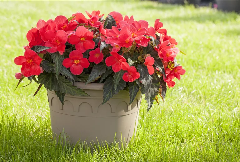 Begonia, rot Begonia, rot