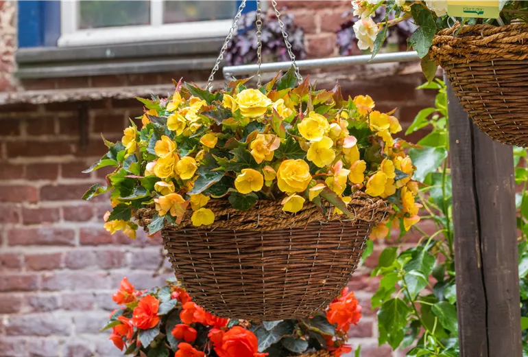 Begonia 'Easy Going Yellow' Begonia 'Easy Going Yellow'