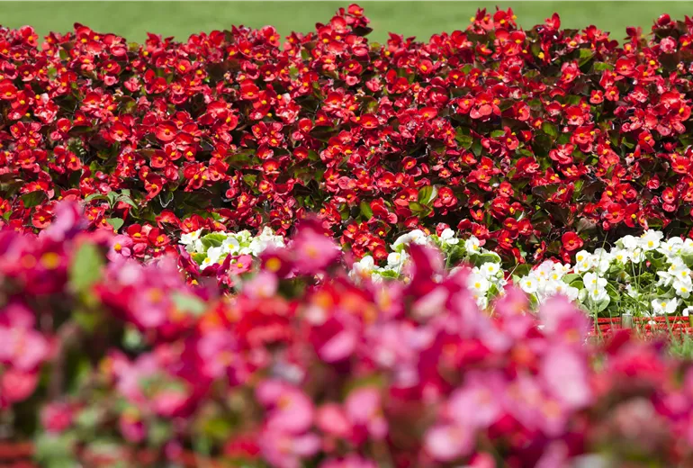Begonia semperflorens Begonia semperflorens