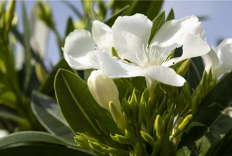 Nerium oleander, weiß Nerium oleander, weiß