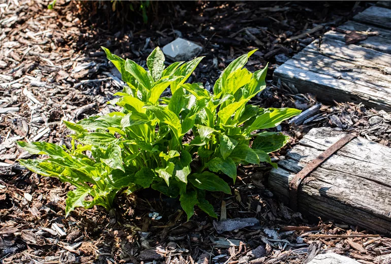 Hosta Hosta