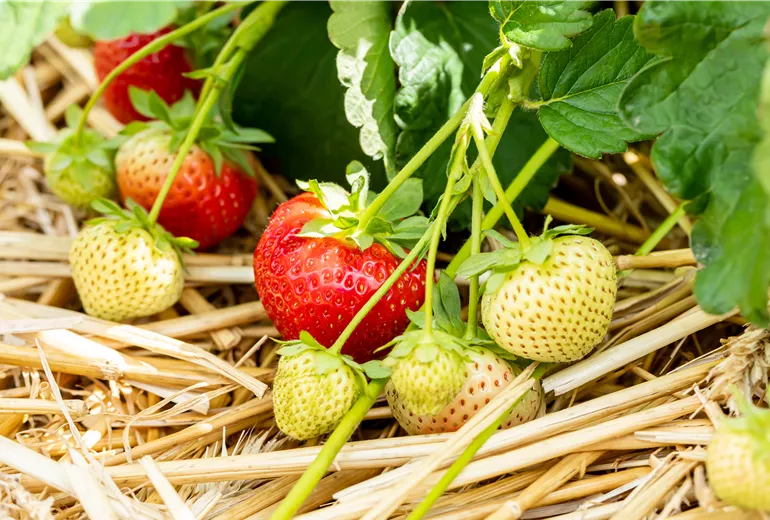 Fragaria 'Sonsation' Fragaria 'Sonsation'