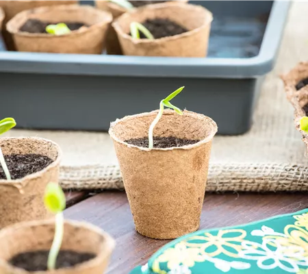 Die 5 besten Tipps für die Anzucht und Erfolg bei der Ernte