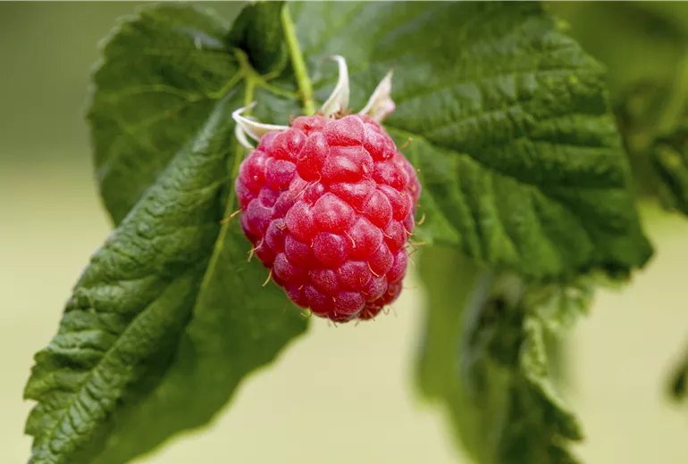 Rubus idaeus 'Malling Promise' Rubus idaeus 'Malling Promise'