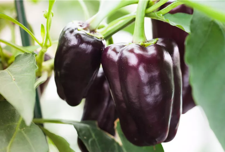 Capsicum annuum 'Purple Patio F1' Capsicum annuum 'Purple Patio F1'