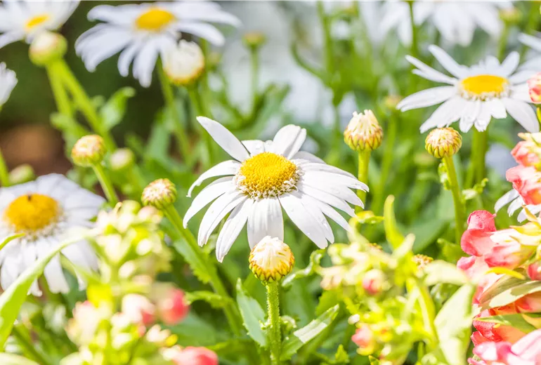 Leucanthemum x superbum 'Daisy May'(s) Leucanthemum x superbum 'Daisy May'(s)