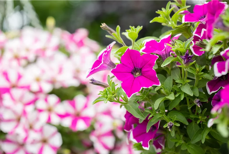 Petunia ,Surprise Magenta Halo' Petunia ,Surprise Magenta Halo'