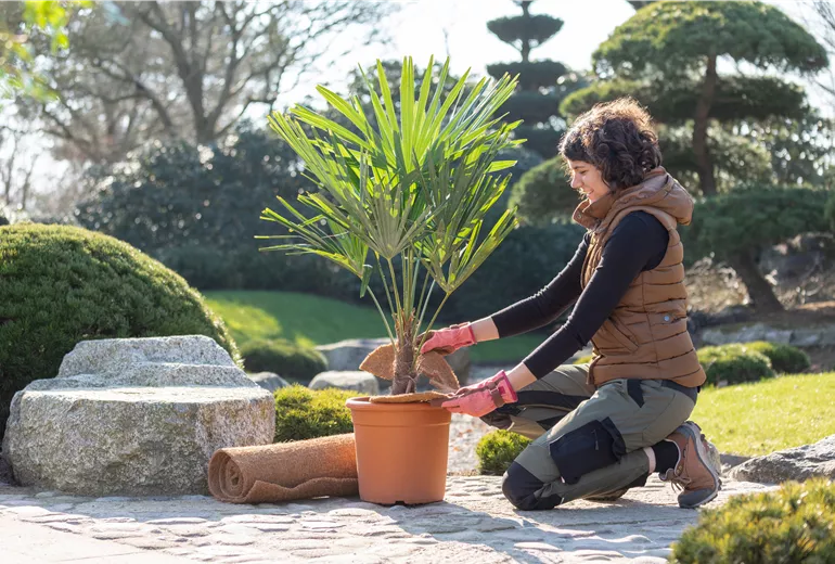 Überwinterung - Frau wickelt Kokosscheibe um eine Pflanze