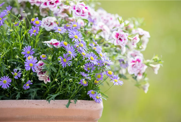 Calibrachoa 'PinkTastic'; Brachyscome multifida 'Mauve Delight' Calibrachoa 'PinkTastic'; Brachyscome multifida 'Mauve Delight'