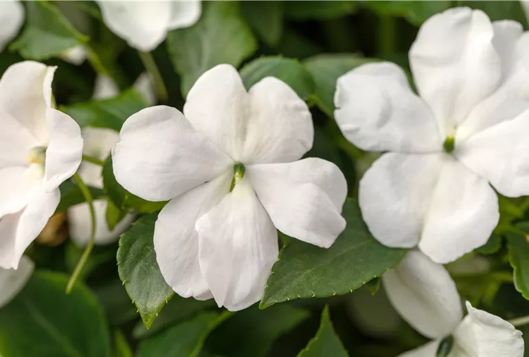 Impatiens walleriana, weiß Impatiens walleriana, weiß