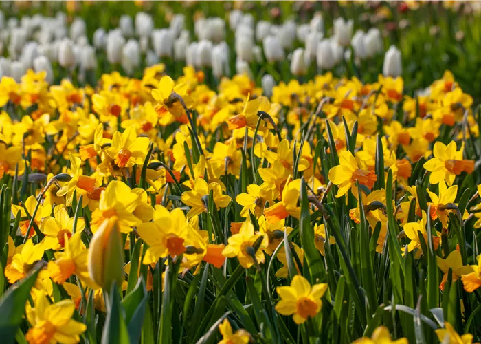 Alpenveilchen pflanzen und bunte Blüten bewundern Alpenveilchen pflanzen und bunte Blüten bewundern