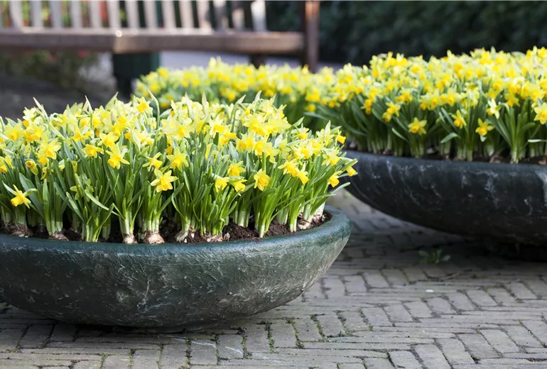 Narcissus cyclamineus 'Tête à Tête' Narcissus cyclamineus 'Tête à Tête'
