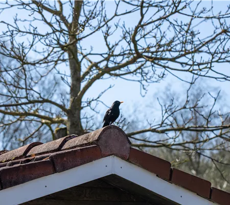 10 Tipps für einen tierfreundlichen Garten 10 Tipps für einen tierfreundlichen Garten