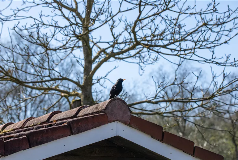 Vogel auf Dach Vogel auf Dach
