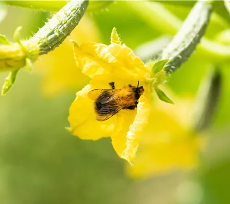 Bienenfreundliche Pflanzen für Garten und Co. Bienenfreundliche Pflanzen für Garten und Co.