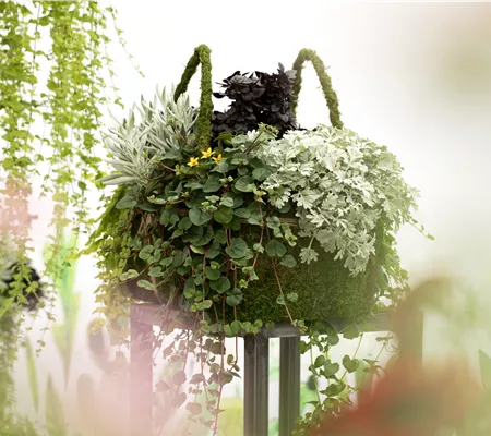 Blattschmuckpflanzen sorgen für Ruhe und Harmonie im Garten