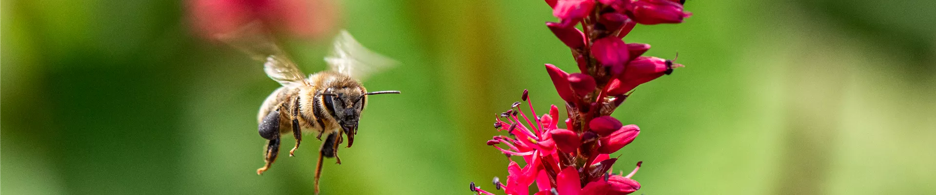 Fliegende Biene