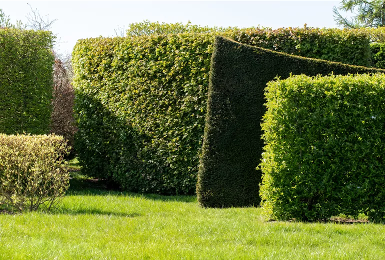 verschiedene Hecken verschiedene Hecken