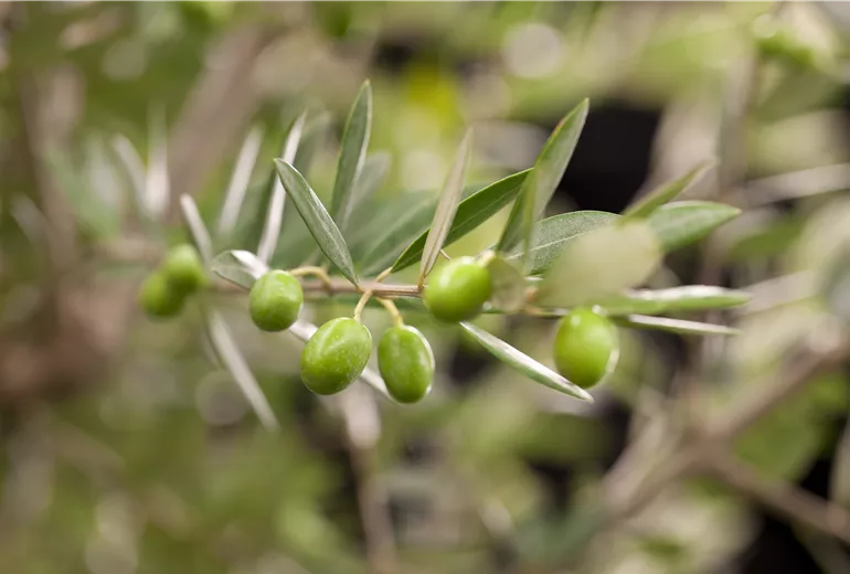 Olea europaea Olea europaea