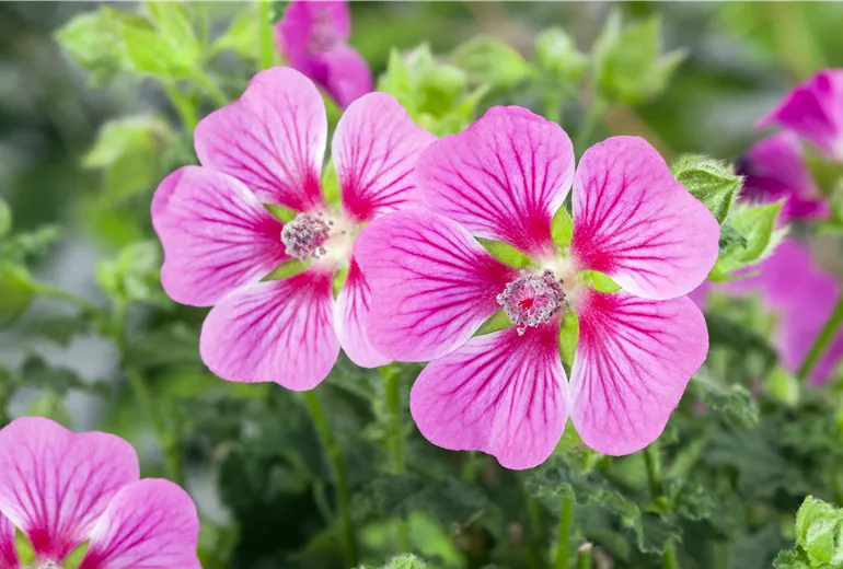 Lavatera Lavatera
