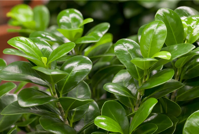 Ficus microcarpa Ficus microcarpa