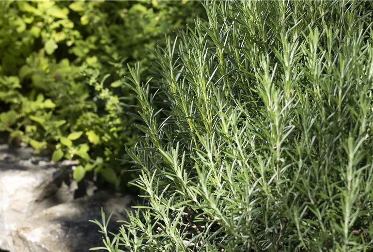 Rosmarinus officinalis 'Arp' Rosmarinus officinalis 'Arp'