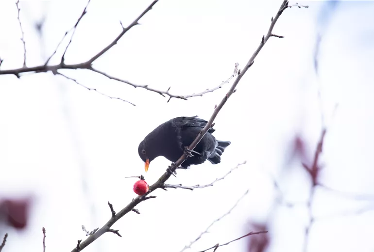 Amsel im Baum  Amsel im Baum