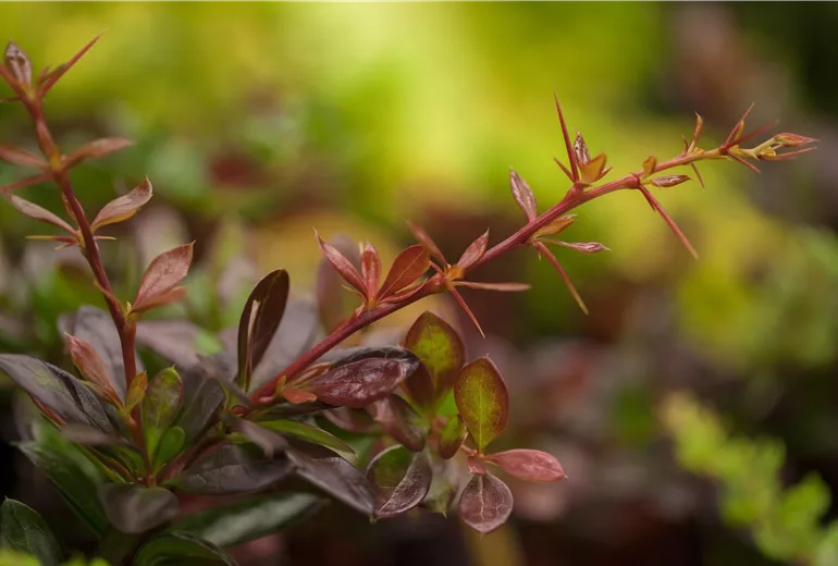 Berberis x media 'Red Juwel' Berberis x media 'Red Juwel'