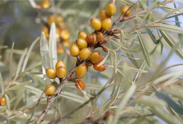 Hippophae rhamnoides 'Leikora' Hippophae rhamnoides 'Leikora'