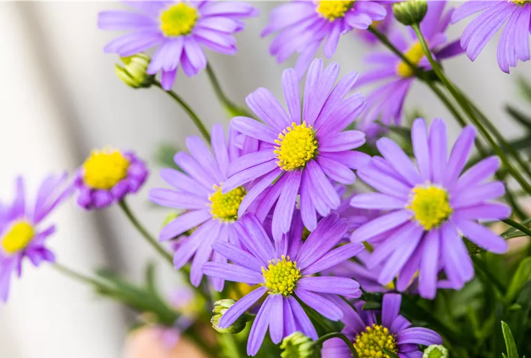 Brachyscome multifida 'Mauve Delight' Brachyscome multifida 'Mauve Delight'