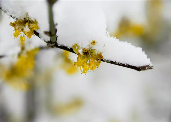 Winterblühende Gehölze für besondere Akzente im Winter
